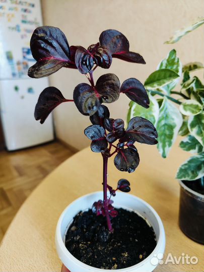 Комнатные цветы