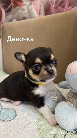 Щенки чихуахуа