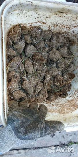 Конский навоз