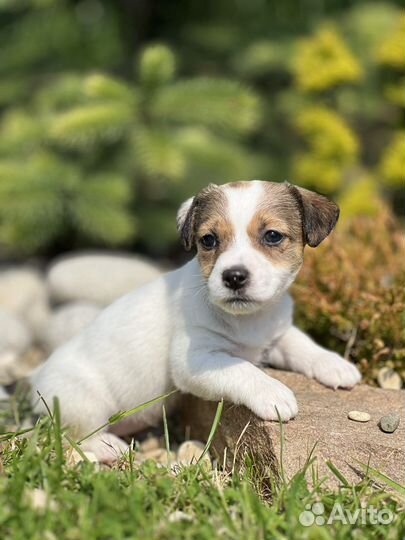 Девочка джек рассел терьер