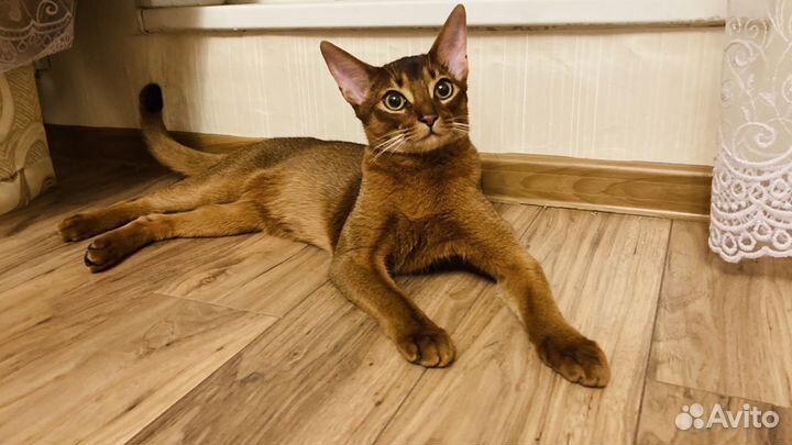 Вязка с абиссинским котом