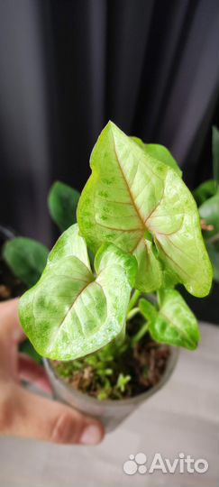 Сингониумы сортовые разные