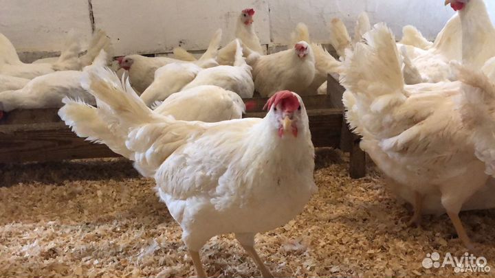 Куры несушки