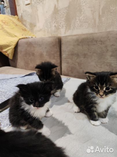 Кошки мейн-кун