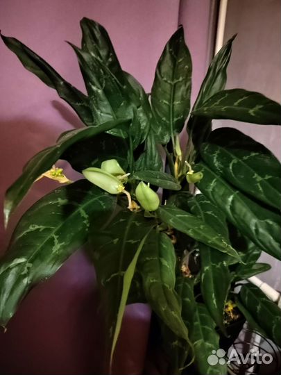 Аглаонема изменчивая