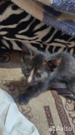 Котята в добрые руки 1 месяц и 1 неделя