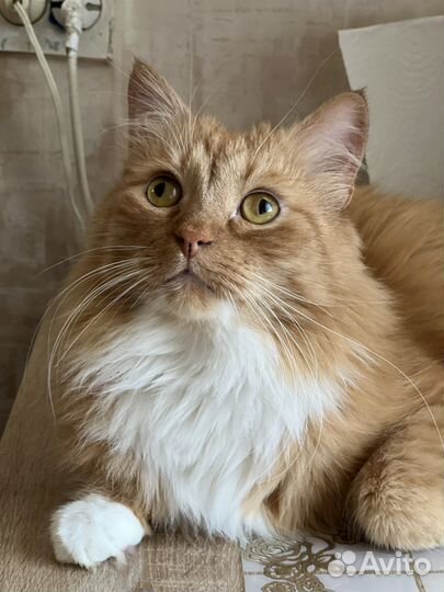 Рыжий котик в добрые руки