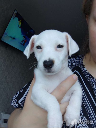 Щенок джек рассел терьер