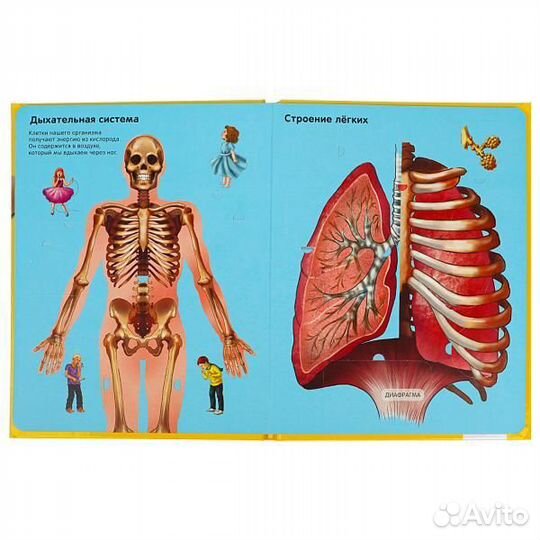 Тело человека 100 окошек для малышей Умка