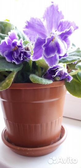 Пеларгония герань, фиалки и другие цве