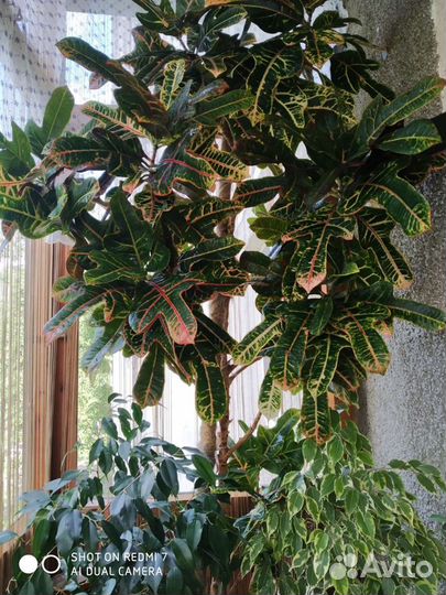 Комнатное растение Кодиеум