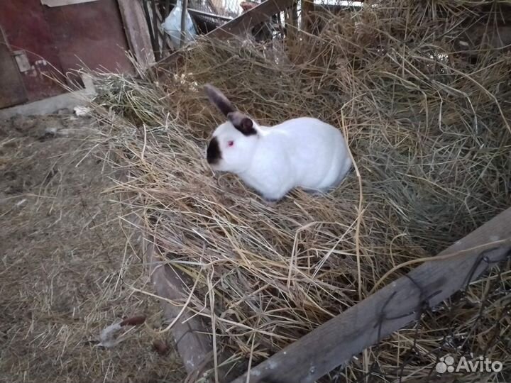 Крол- производитель