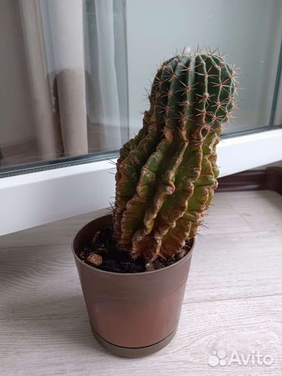 Алоэ кактус бесплатно