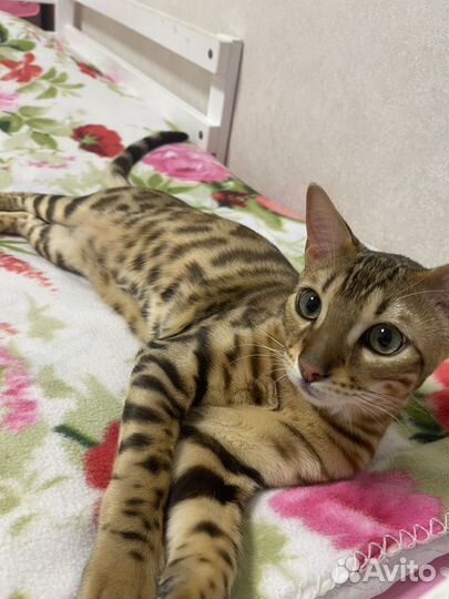 Бенгальский котенок мальчик