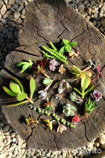 Наборы суккулентов