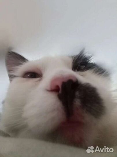 Котик бесплатно