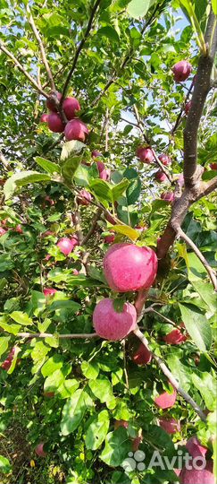 Яблоки флорина