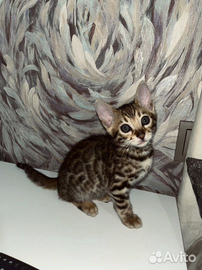 Бенгальские котята