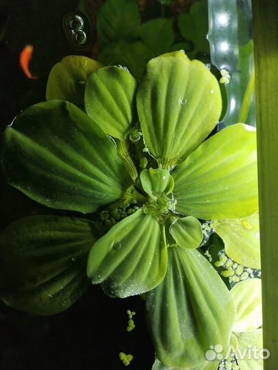 Аквариумные растения