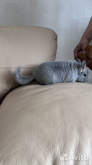 Шиншилла голубой бриллиант