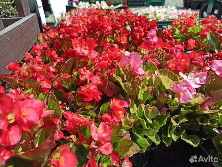 Рассада. Многолетние цветы, Растения из питомника