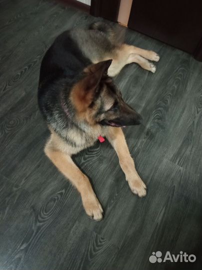 Немецкая овчарка