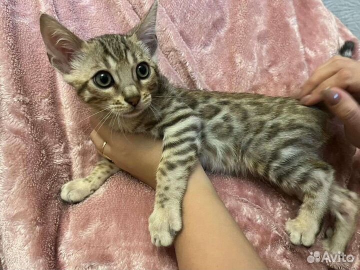 Бенгальская кошка