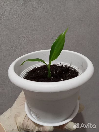 Спатифиллум