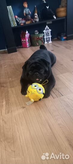 Мопс вязка мальчик