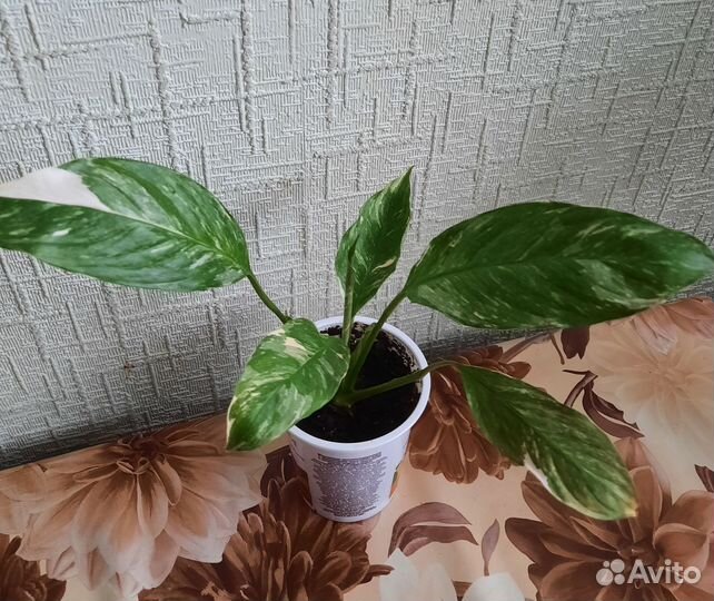 Спатифиллум вариегатный