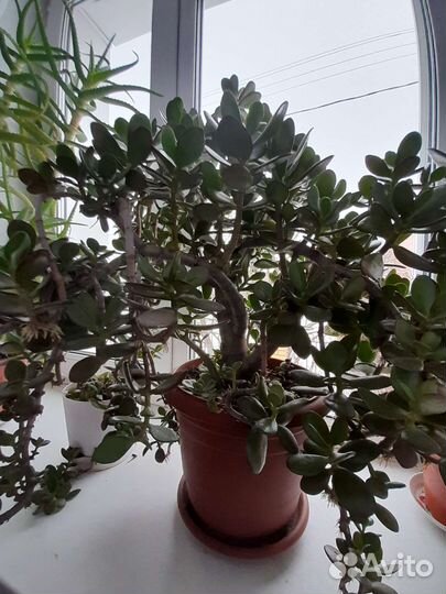 Крассула (толстянка или денежное дерево)