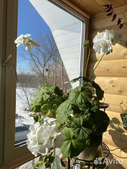 Комнатные цветы