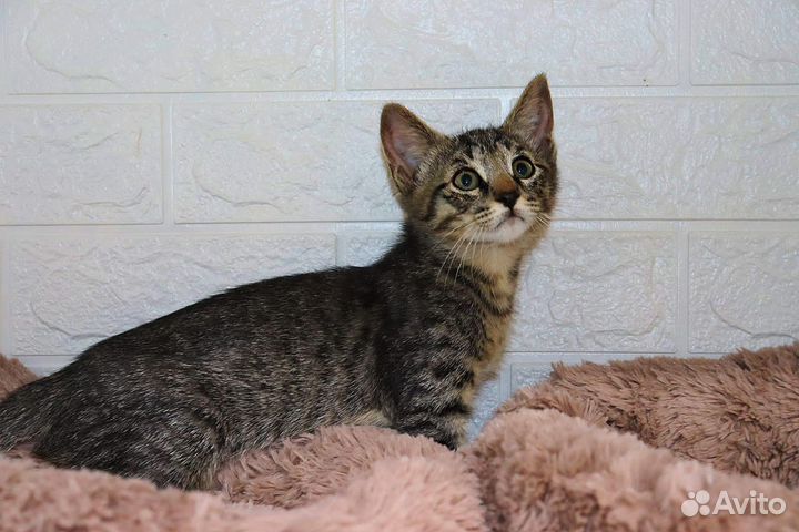 Кот кошка бесплатно