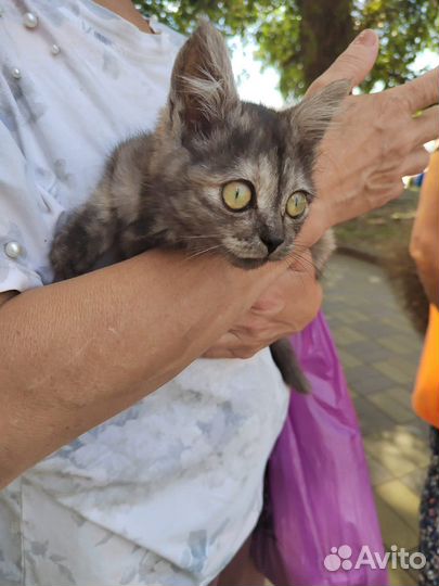 Кошка в дар бесплатно