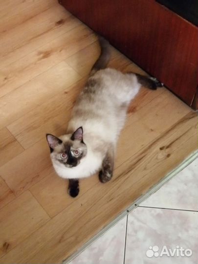 Передержка котов (кошек)