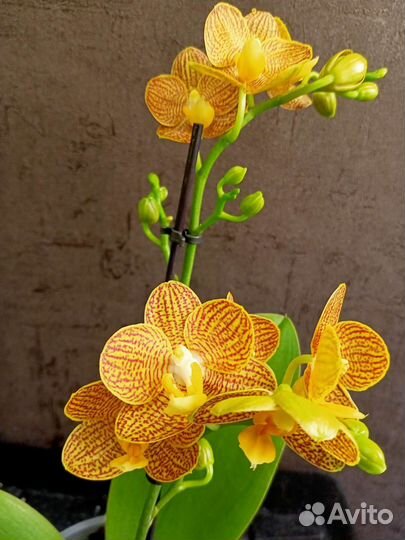 Орхидея фаленопсис Индиан Саммер