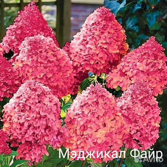 Гортензия метельчатая