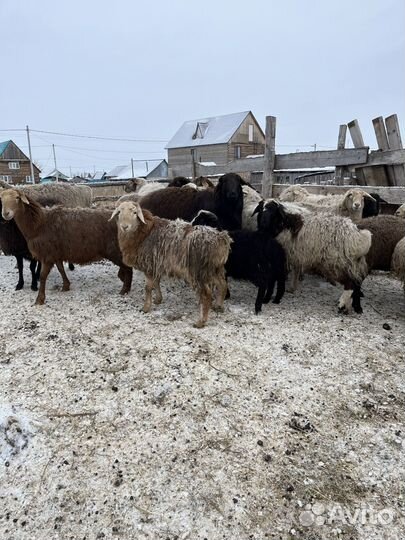 Бараны и Бык