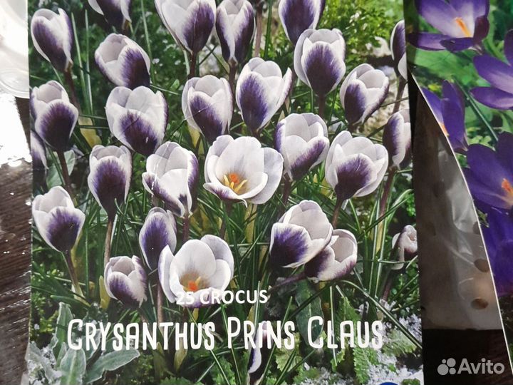 Крокус луковицы