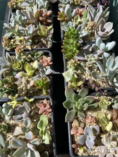 Суккуленты, мини садик из суккулентов