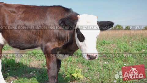 Быки на племя