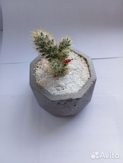 Кактус цветущий