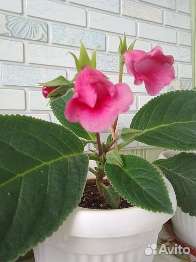 Глоксинья Тидея