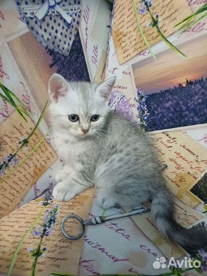 Шотландский котенок