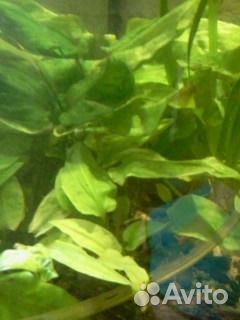 Аквариумные растения и грунт цветной