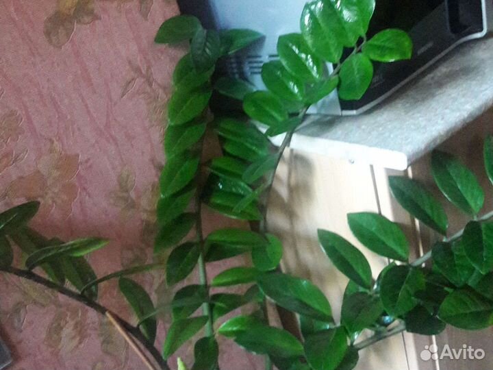 Замиокулькас1100, китайская роза 200