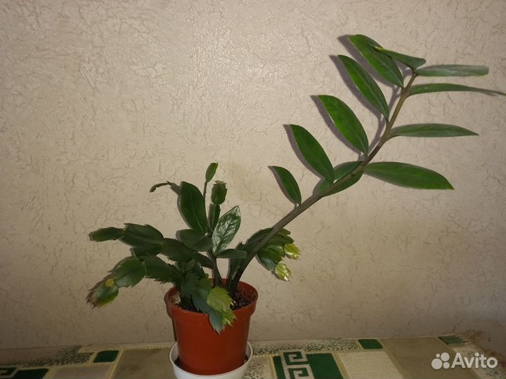 Комнатные цветы- ассорти