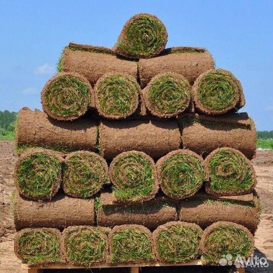 Рулонный газон (укладка, обслуживание)