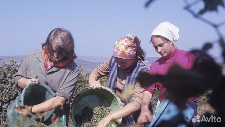 Виноград технический