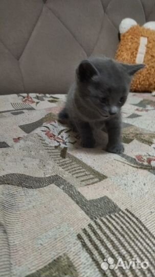 Котик серый